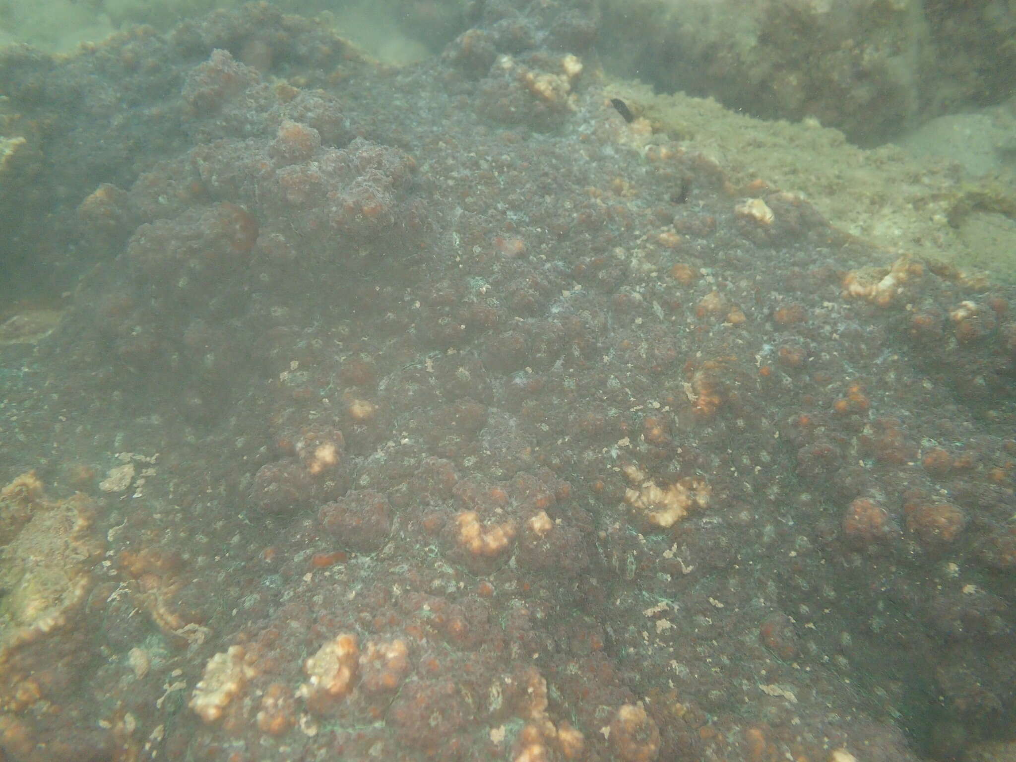 Image of Flat Lettuce Coral