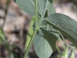 Imagem de Lathyrus nevadensis subsp. nevadensis