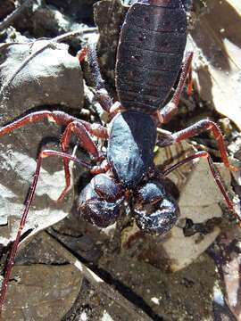 Image of Mastigoproctus colombianus Mello-Leitão 1940