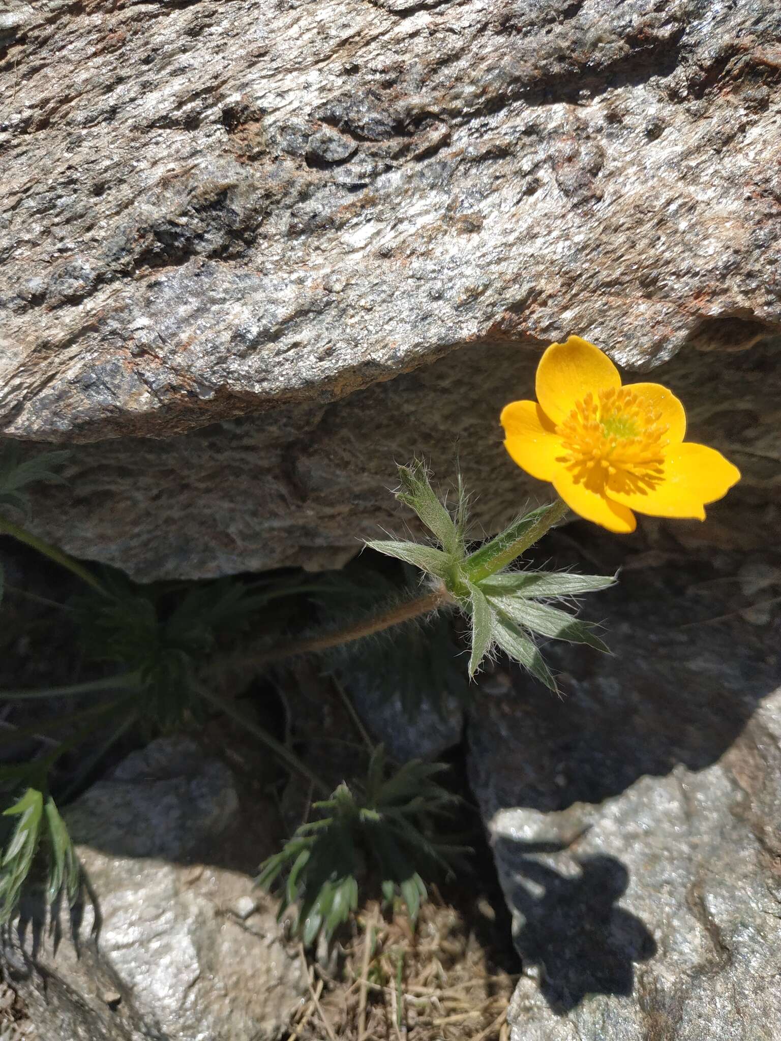 Plancia ëd Anemonastrum narcissiflorum subsp. chrysanthum (Ulbr.) Raus