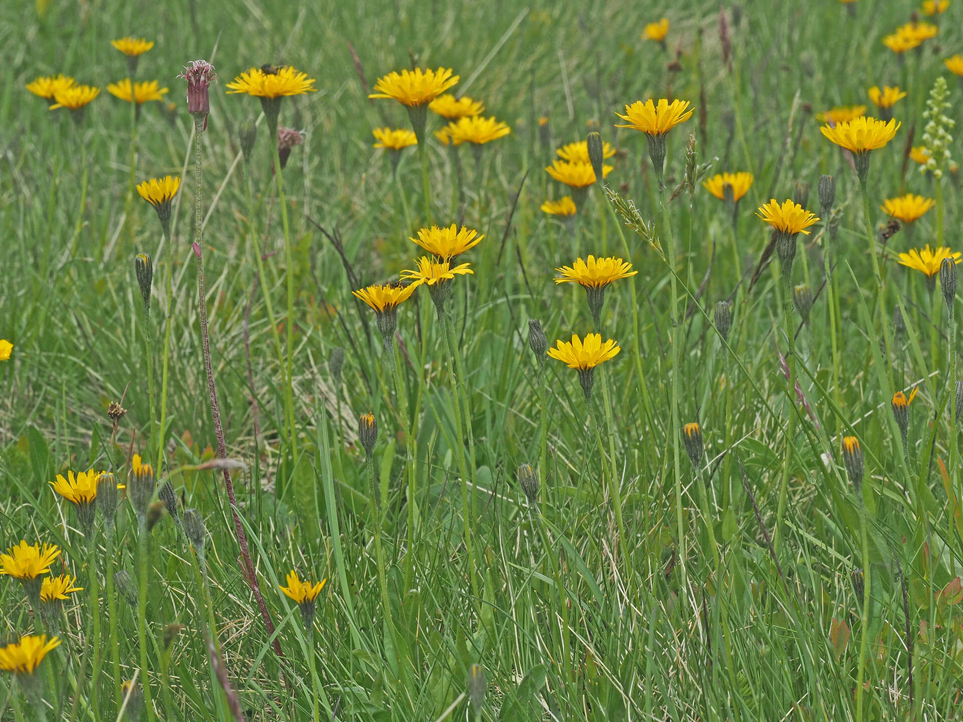 Image of Scorzoneroides helvetica (Merat) J. Holub