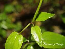 Image of Rubia linii J. M. Chao