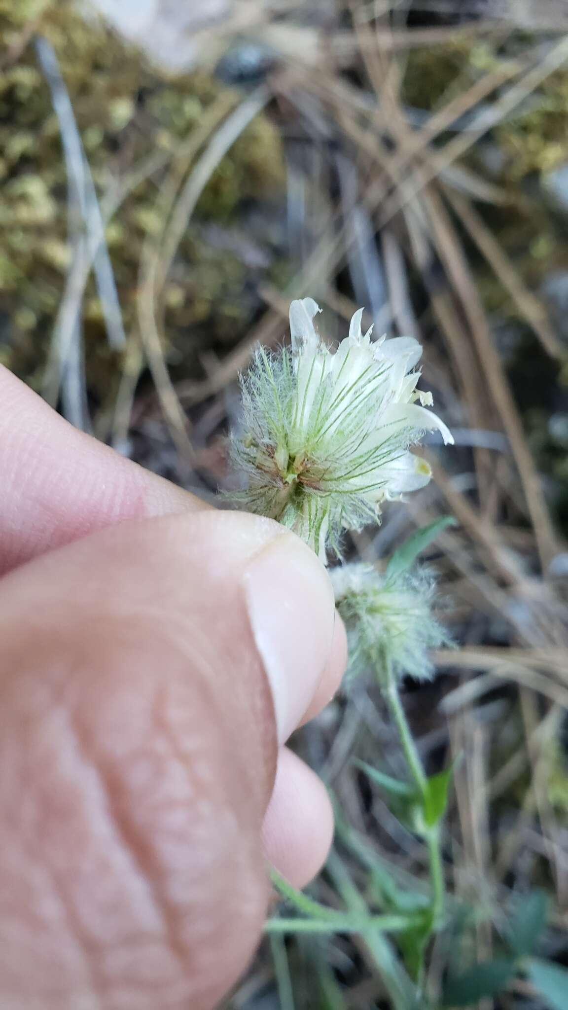 Image of woollyhead clover