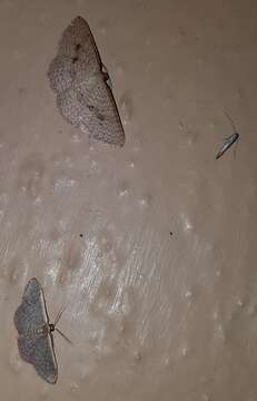 Image of Idaea costaria Walker 1863