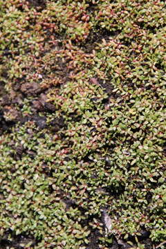 Image of Short-Seed Waterwort