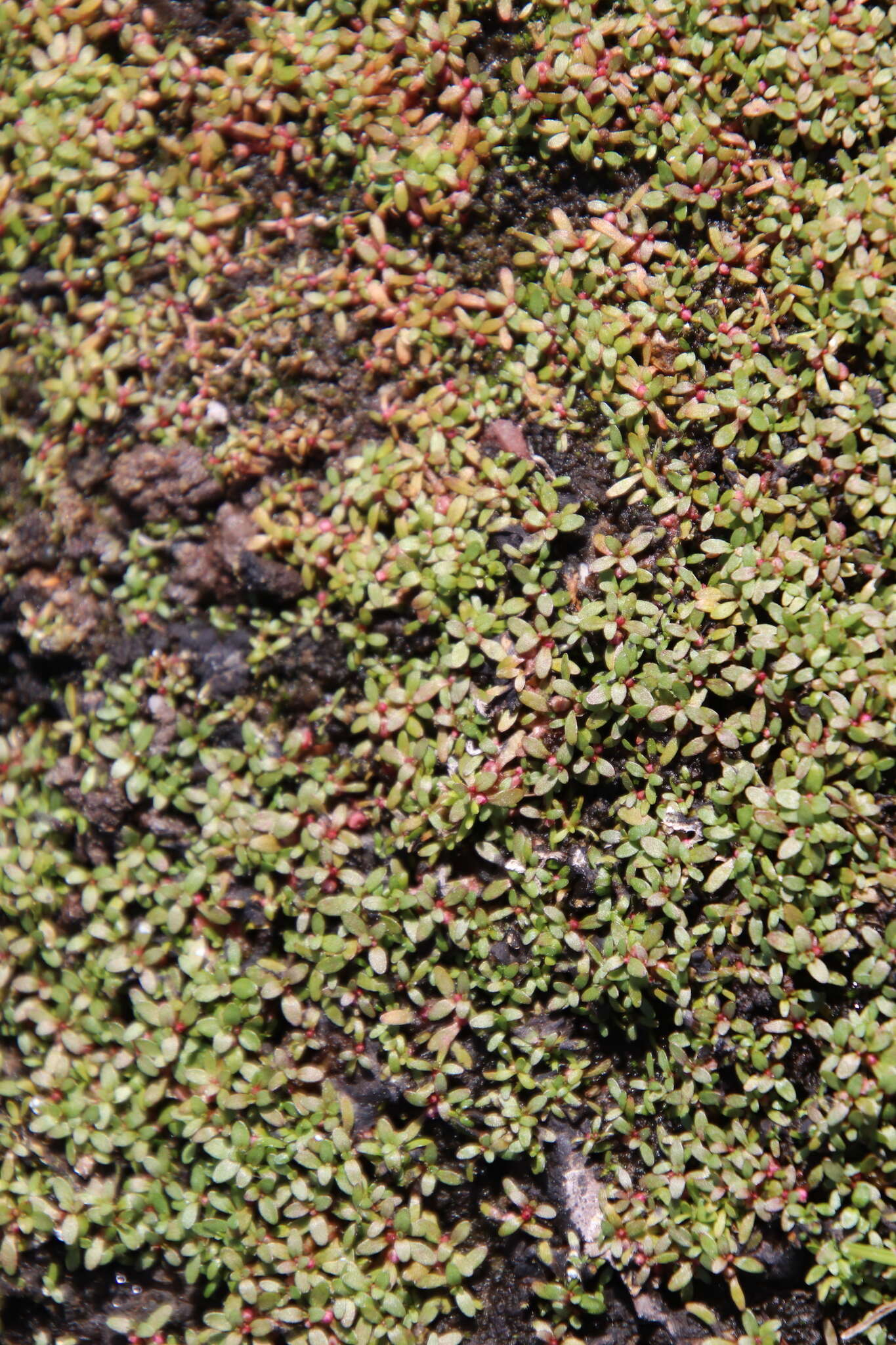Image of Short-Seed Waterwort