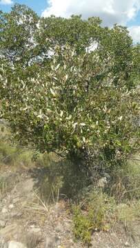 صورة Sarcolaena oblongifolia F. Gérard