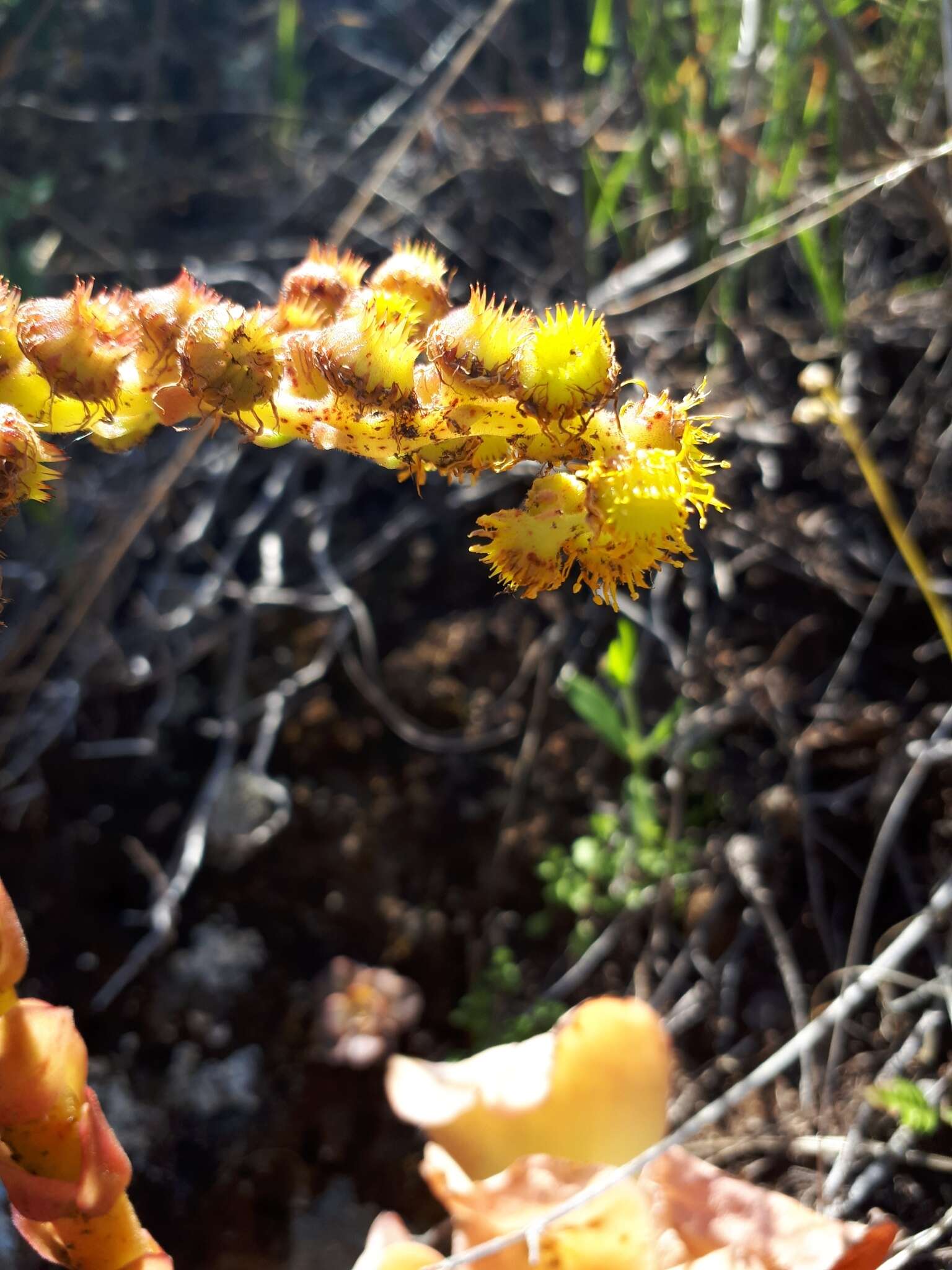 Aeonium diplocyclum (Webb ex Bolle) T. H. M. Mes resmi