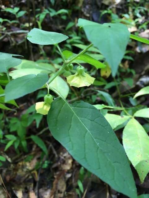 Calliphysalis carpenteri (Riddell) Whitson resmi