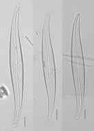 Слика од Gyrosigma acuminatum