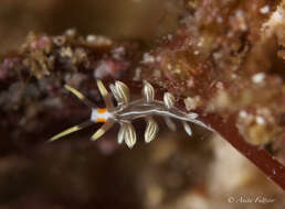 Image of Cratena lineata (Eliot 1905)