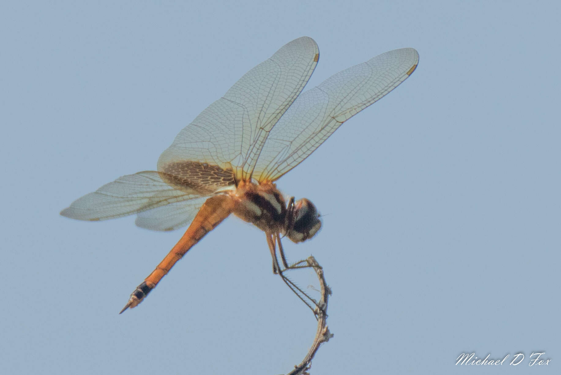 Tramea cophysa Hagen 1867 resmi