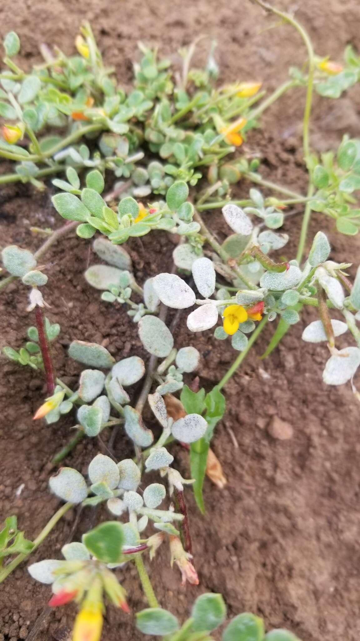 Image of coastal bird's-foot trefoil