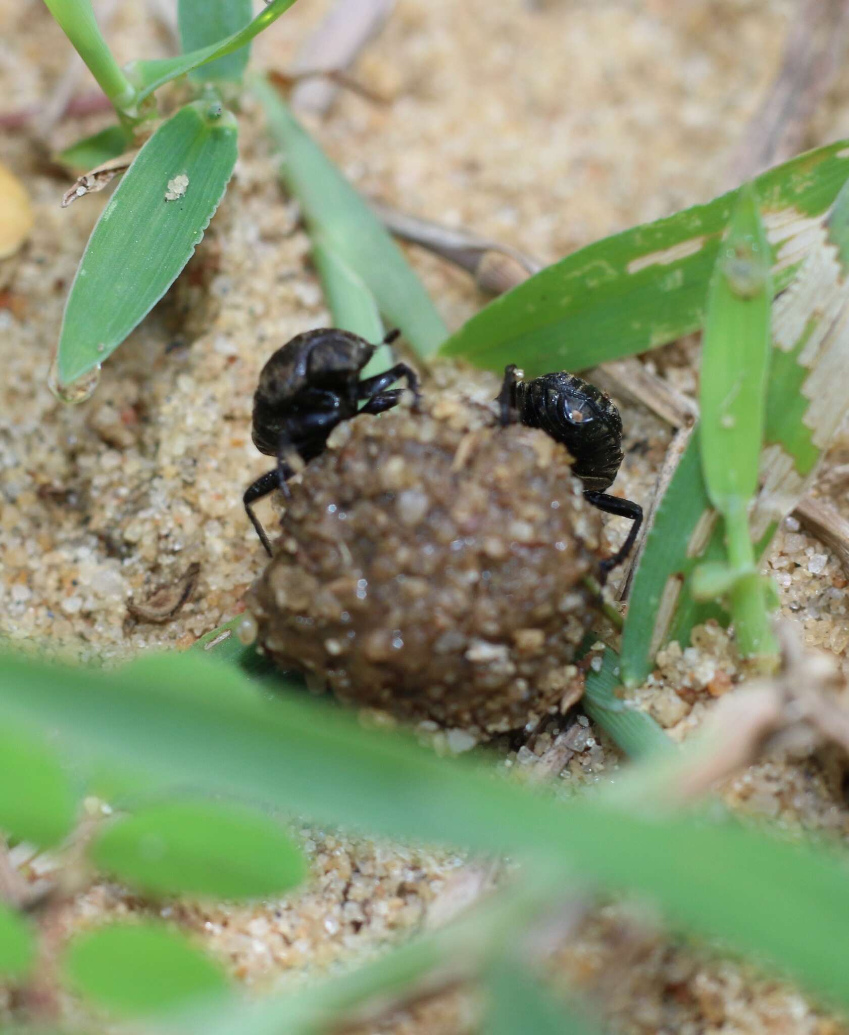 Image of Gymnopleurus (Metagymnopleurus) koenigi (Fabricius 1775)