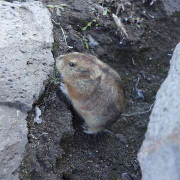 Image of Arctic Lemming