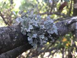 Image of parmotrema lichen