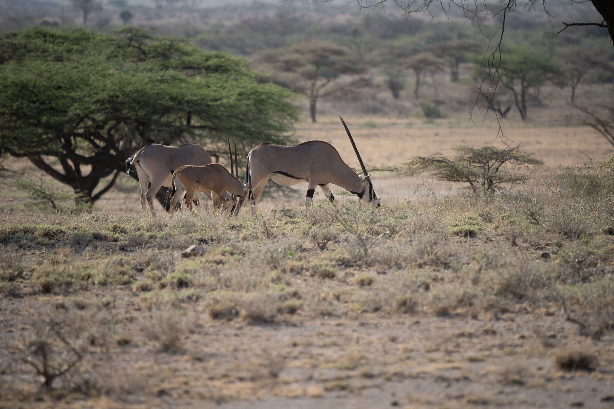 Image of Common Beisa Oryx