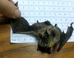 صورة Myotis leibii (Audubon & Bachman 1842)