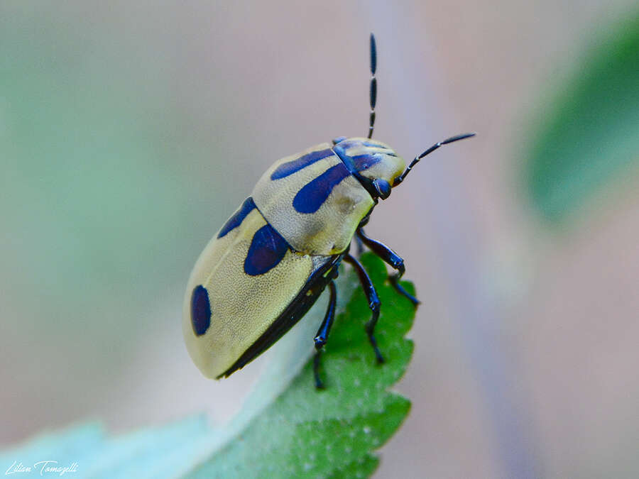 Image of <i>Agonosoma flavolineata</i> Laporte de Castelnau 1833