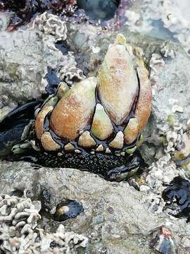 Image of goose neck barnacle