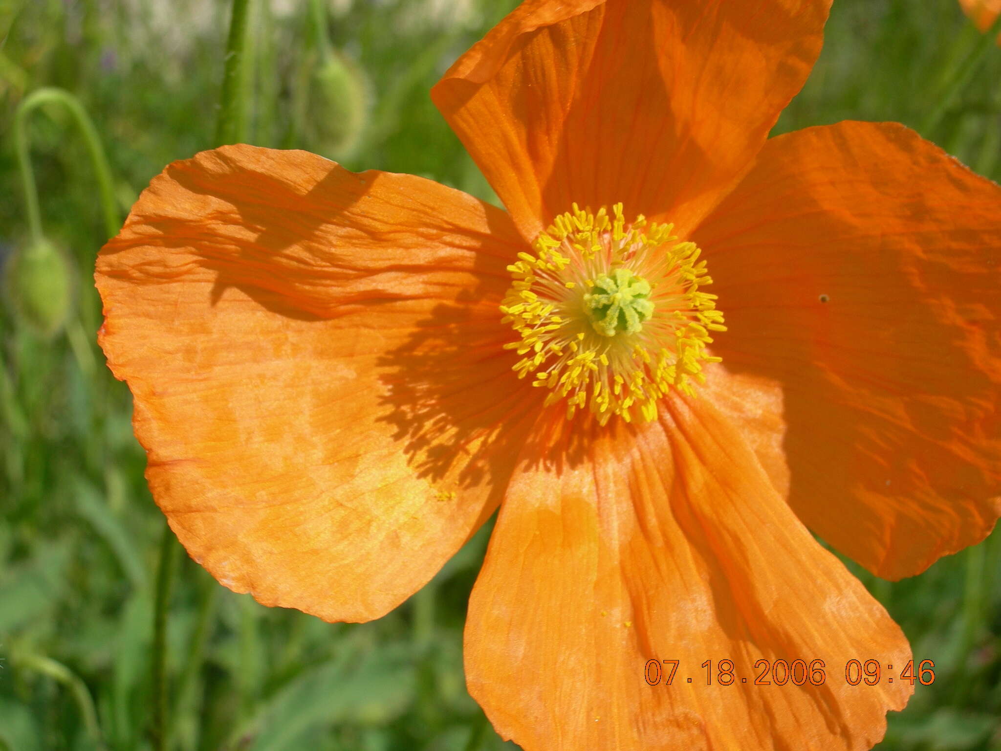 Image of Papaver oreophilum Rupr.