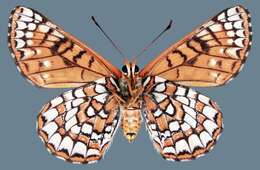 Euphydryas anicia wheeleri (Hy. Edwards 1881)的圖片