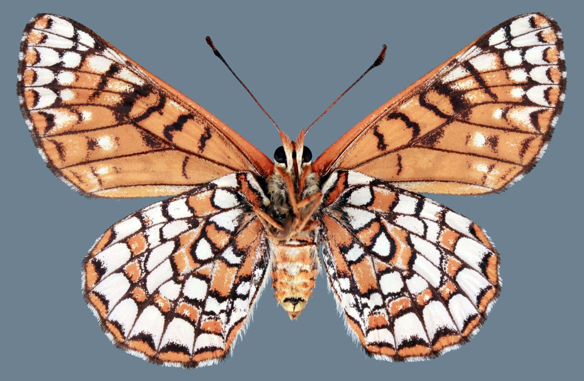 Euphydryas anicia wheeleri (Hy. Edwards 1881)的圖片