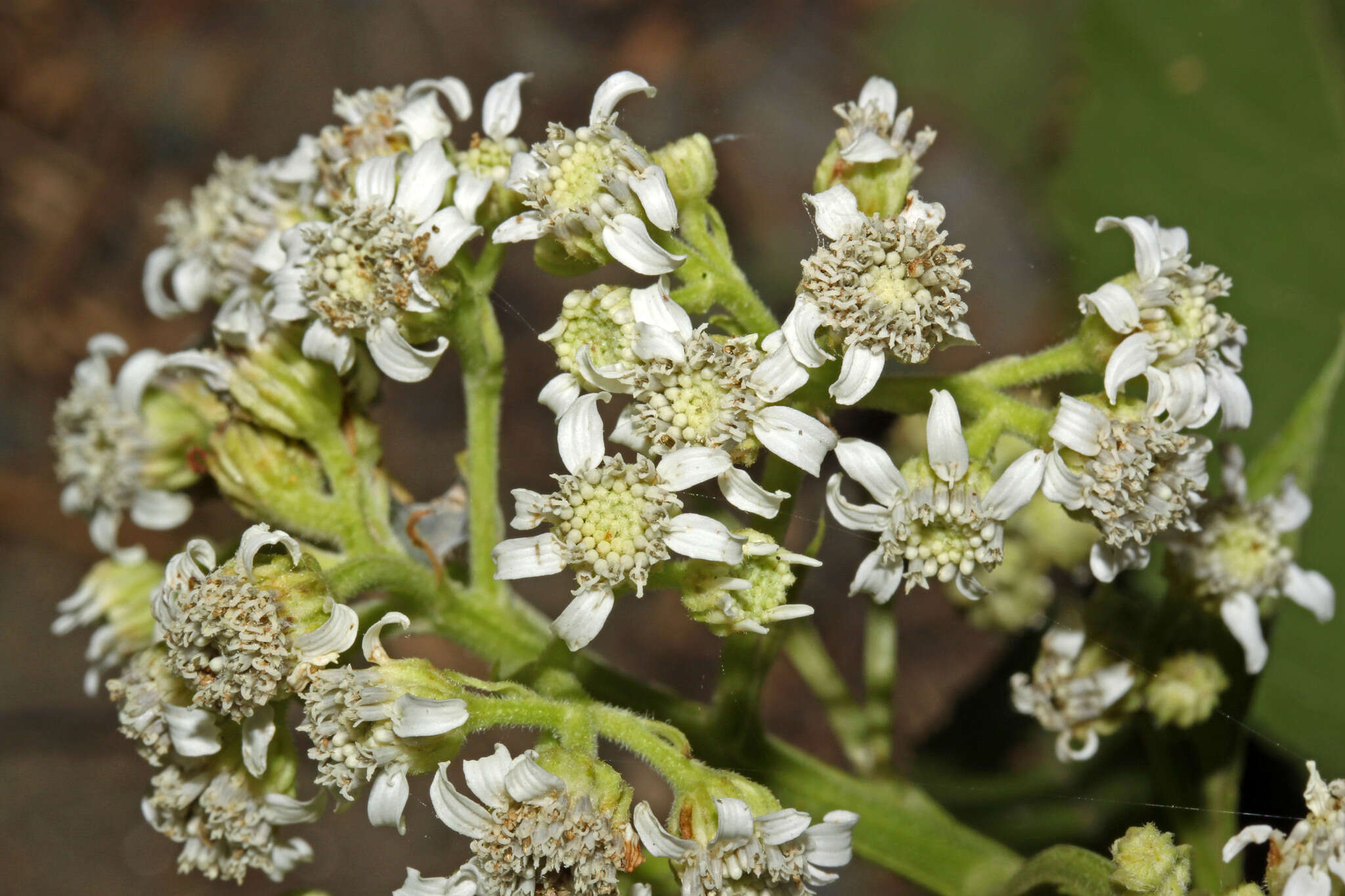 Image of Verbesina eggersii Hieron.