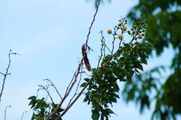 Plancia ëd Leucaena macrophylla Benth.