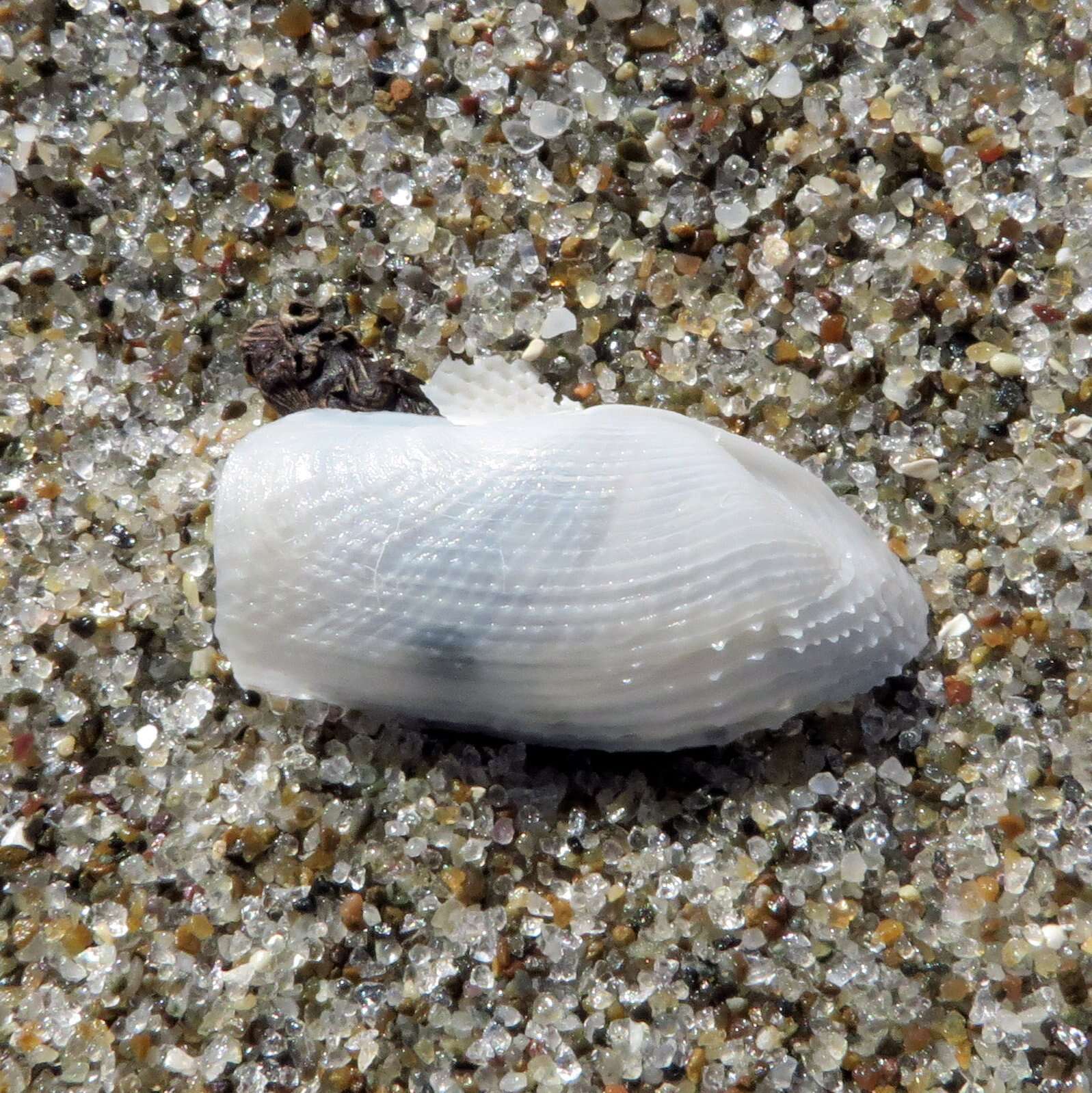 Image of Atlantic mud piddock