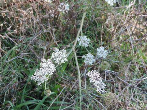 Image of Queen Anne's lace