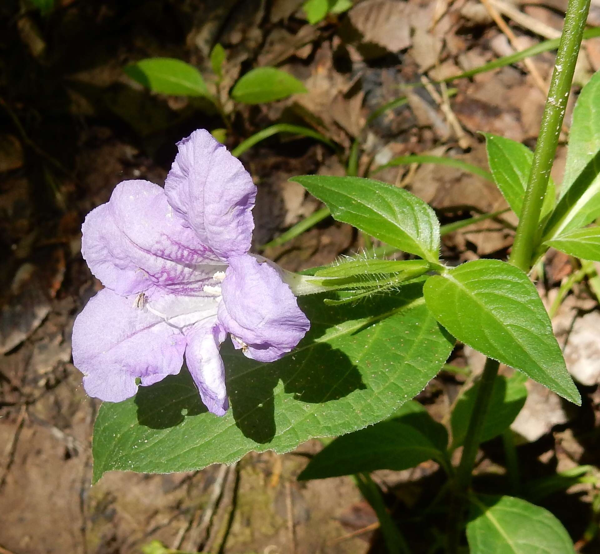 Image of limestone wild petunia