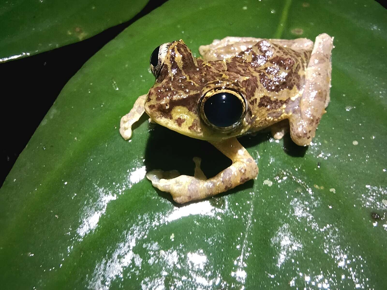 Image of Mossy Bush Frog