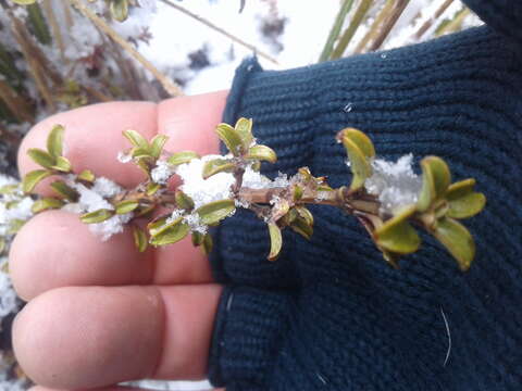 Image of Coprosma crenulata W. R. B. Oliv.