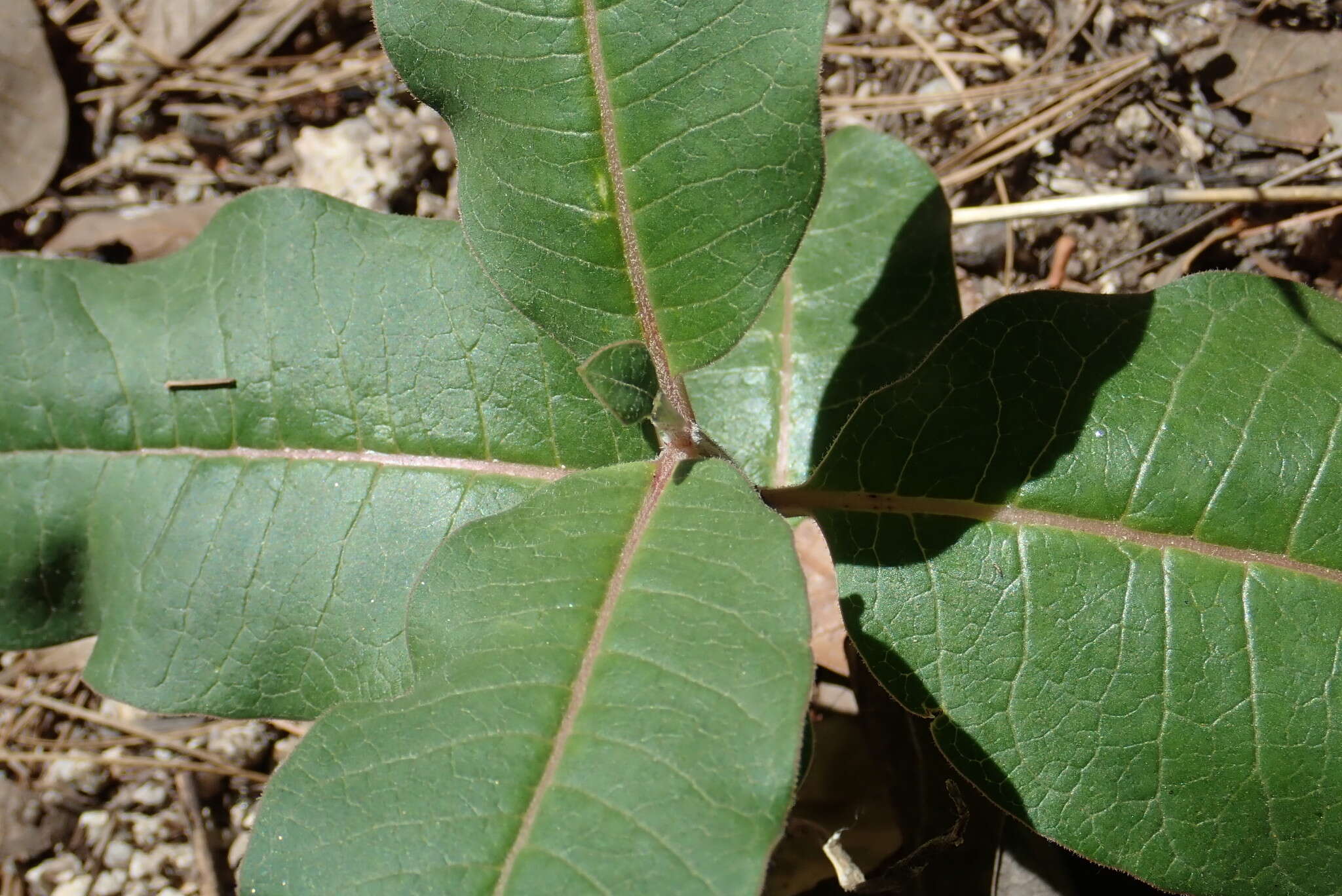 Image of mahogany milkweed