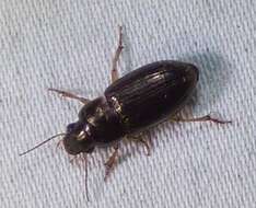 Слика од Selenophorus (Selenophorus) palliatus (Fabricius 1798)