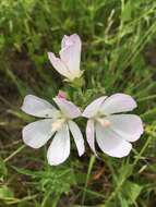 Callirhoe triangulata (Leavenw.) Gray resmi