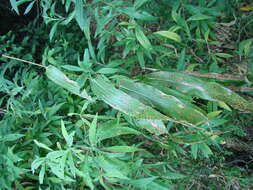 Image of diploperennial teosinte