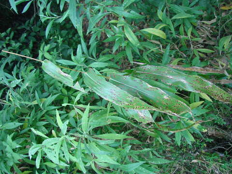 Image of diploperennial teosinte