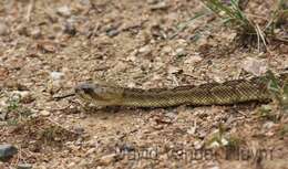 Image of Crotalus molossus molossus Baird & Girard 1853