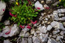 Image of Rumex nivalis Hegetschw.