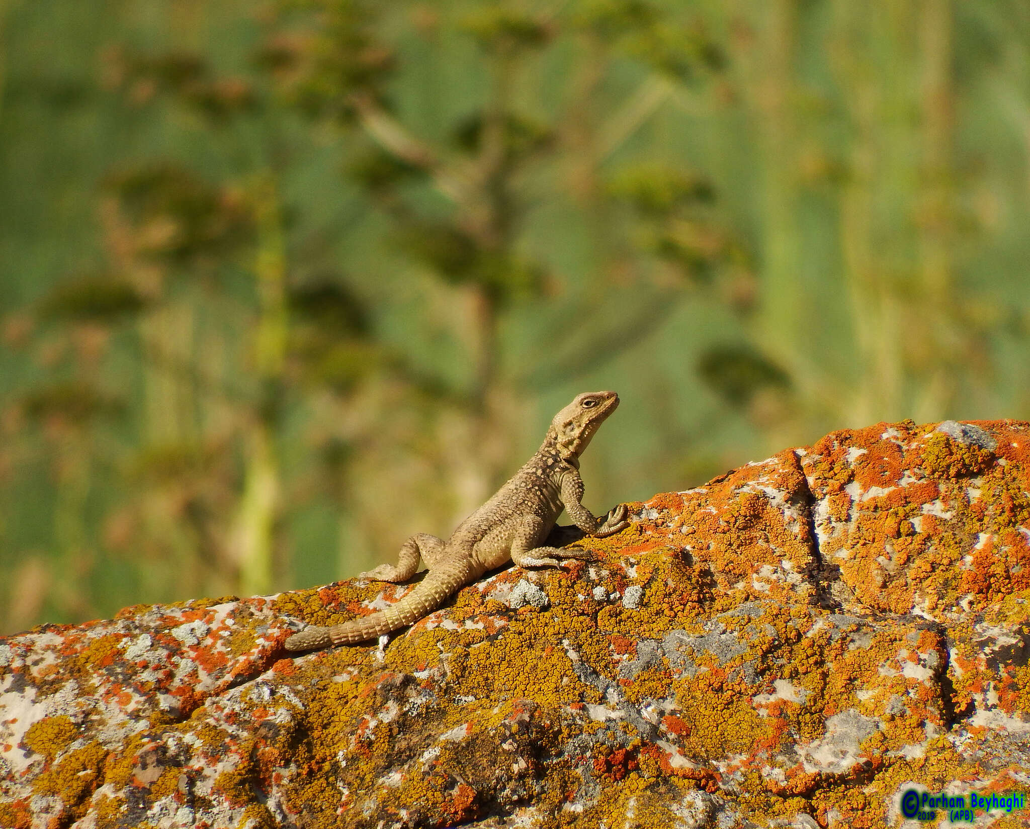 Image of Paralaudakia caucasia (Eichwald 1831)