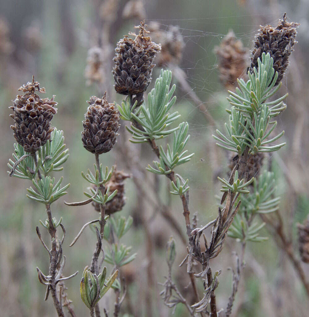 Imagem de Lavandula stoechas subsp. stoechas