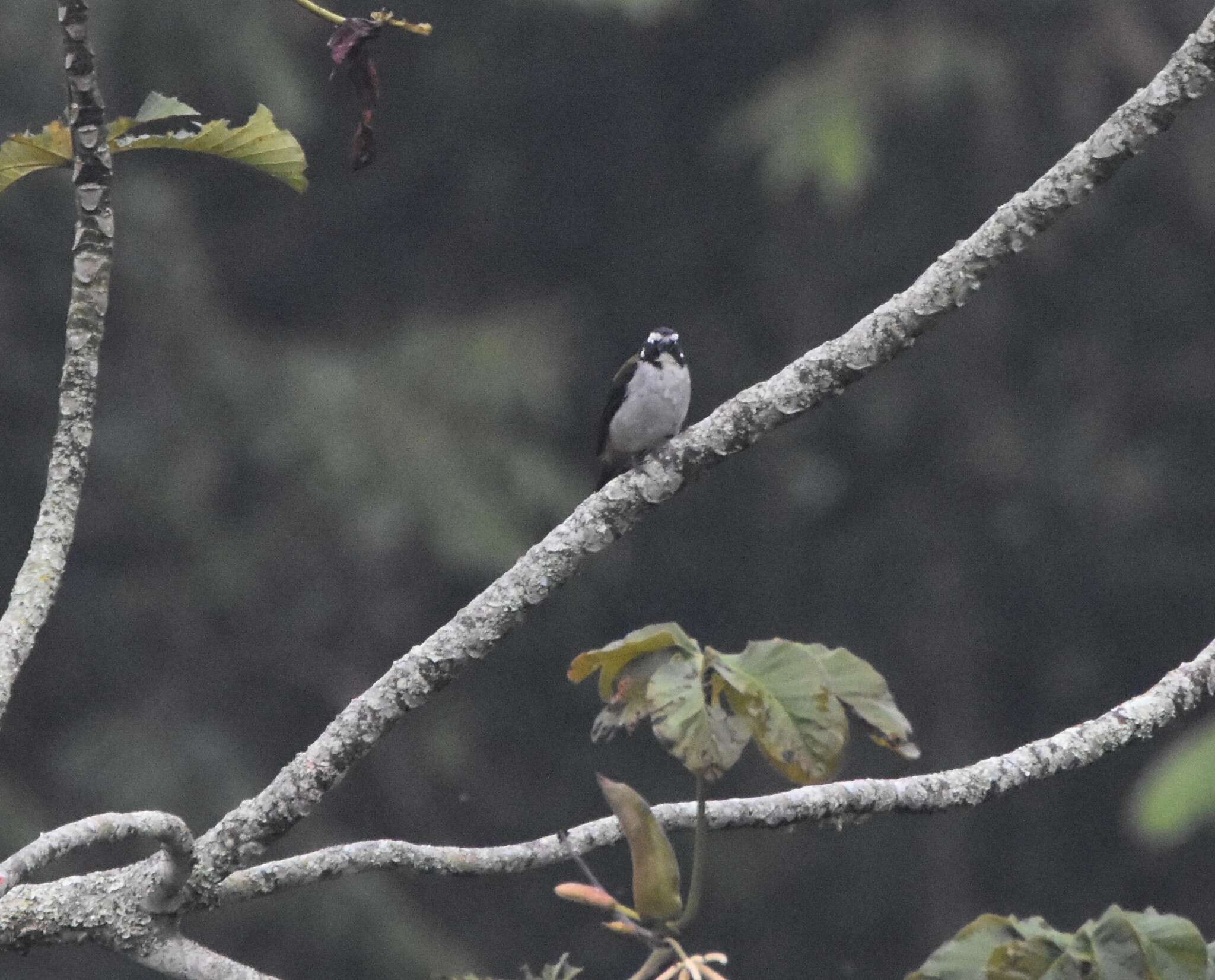 Image of Black-winged Saltator