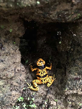 Image of Yellow-headed Poison Frog