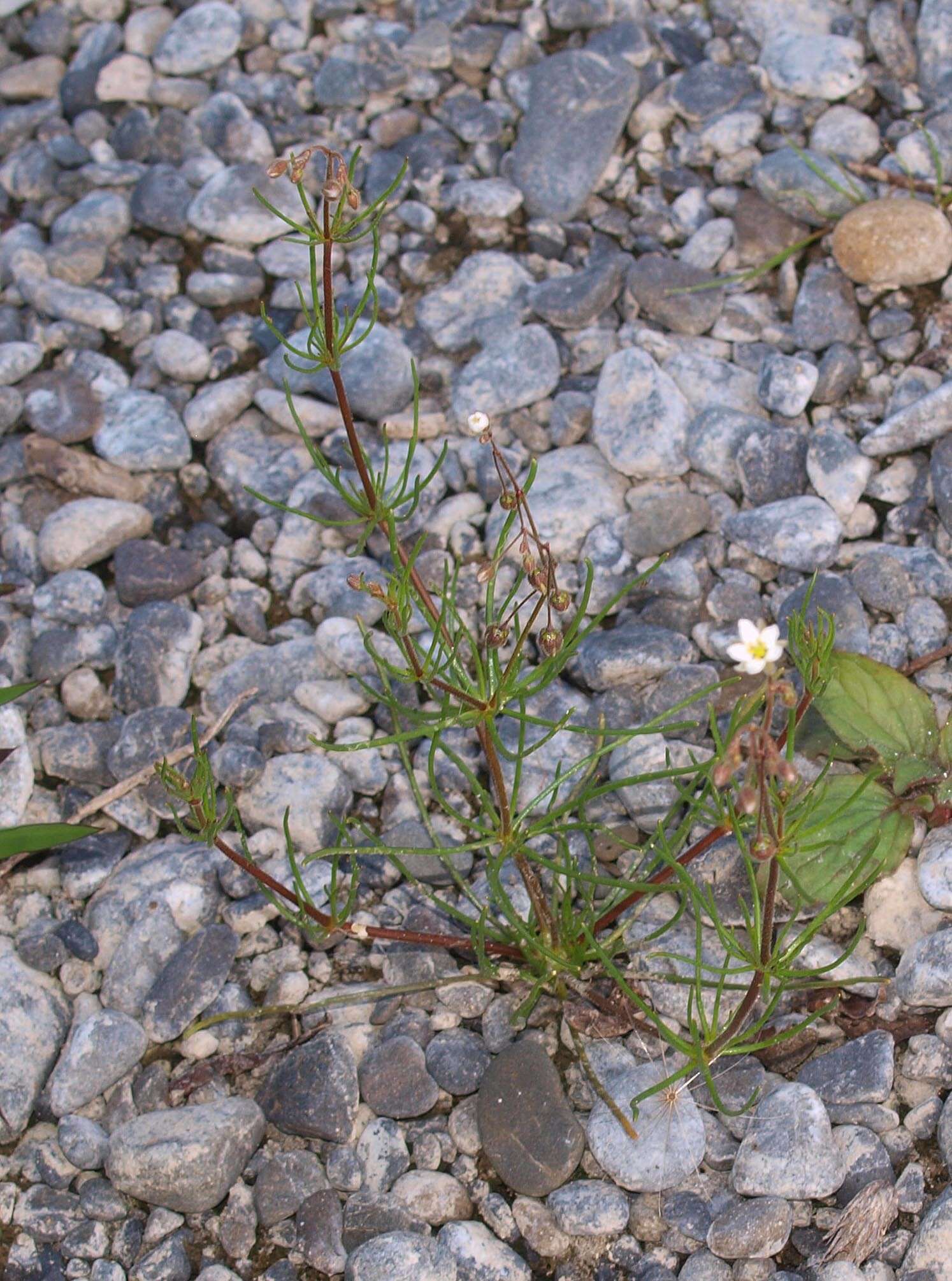 Spergula arvensis L. resmi