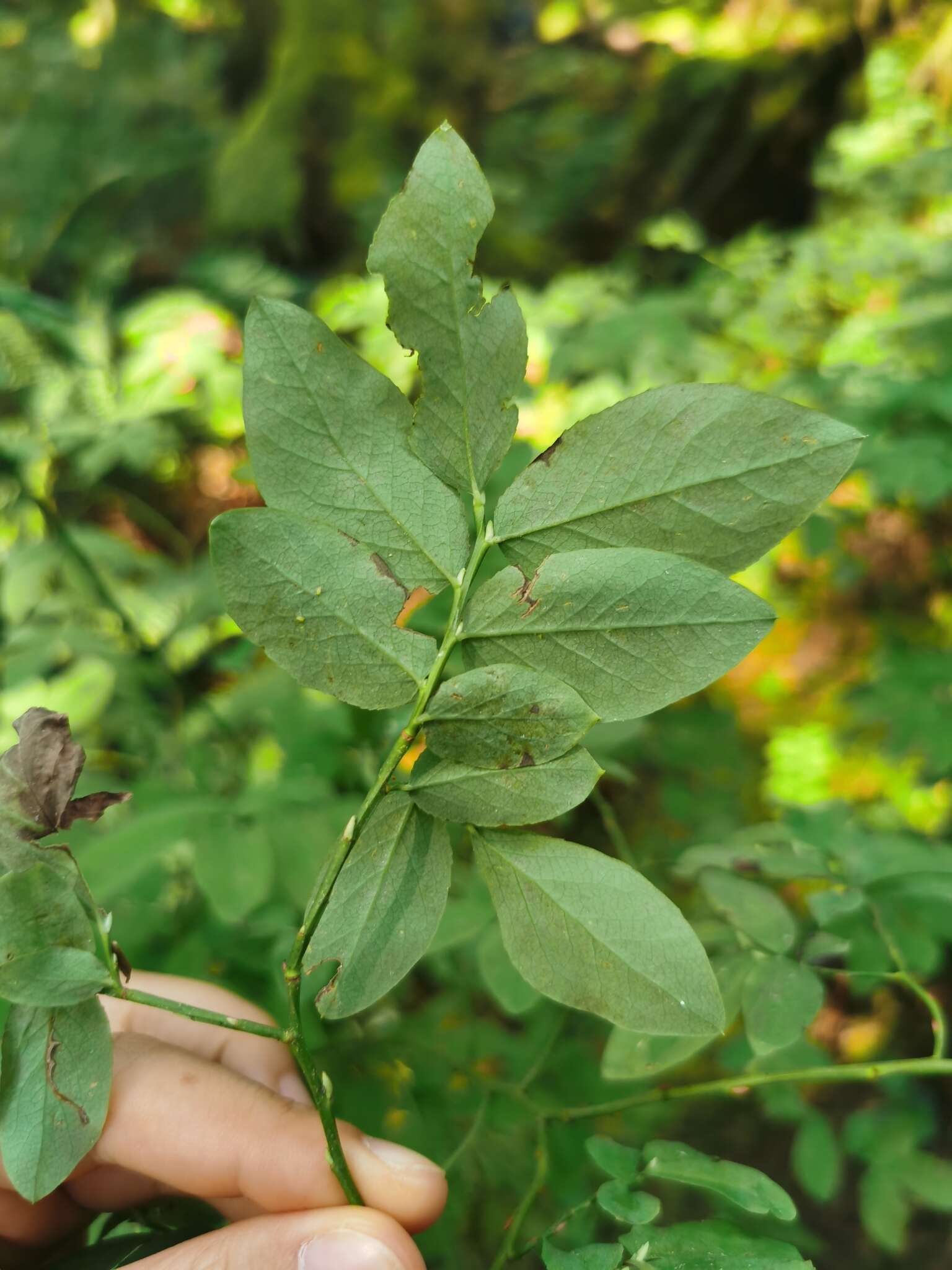 Image de Vaccinium alaskaense Howell