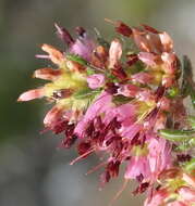 Plancia ëd Erica similis (N. E. Br.) E. G. H. Oliver