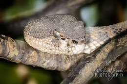 Trimeresurus purpureomaculatus (Gray 1832) resmi