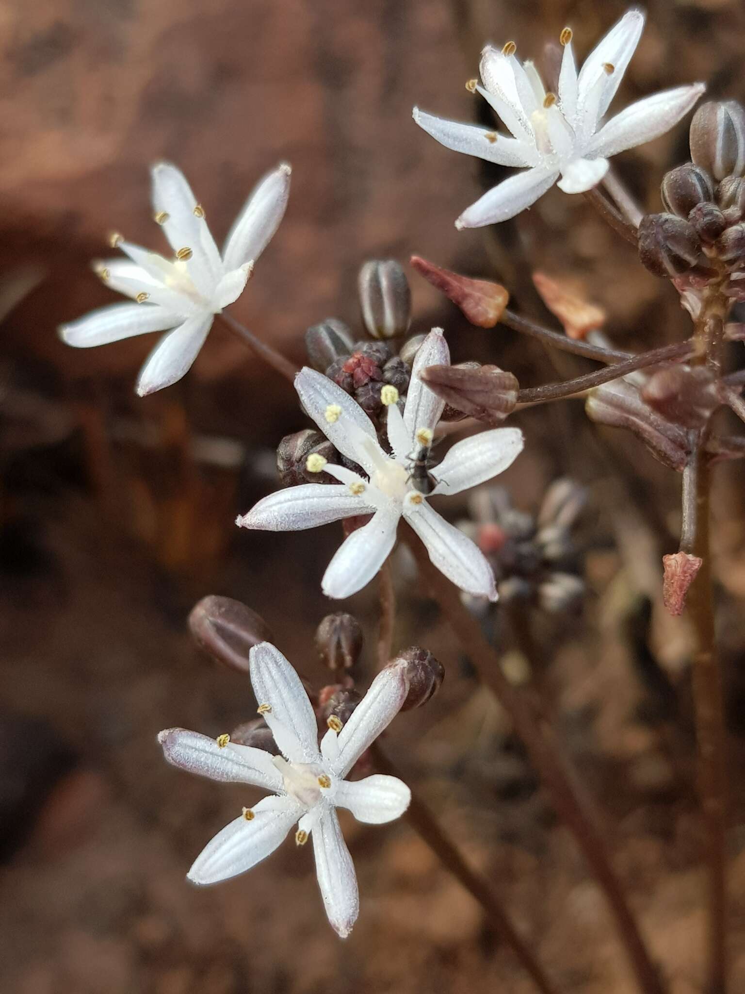 Image of Fusifilum depressum (Baker) U. Müll.-Doblies, J. S. Tang & D. Müll.-Doblies